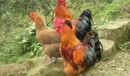 国外视频爆料出鸡的养殖,从孵化到餐桌的全程曝光